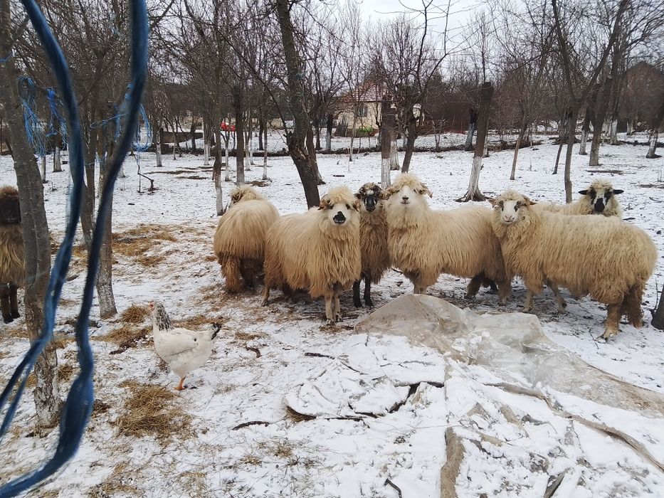 Vind 8 oi, 4 mame și 4 mioare de la ele