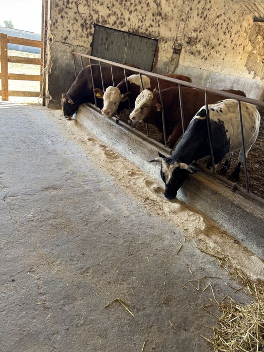 Vitei si vitele pentru export de vanzare