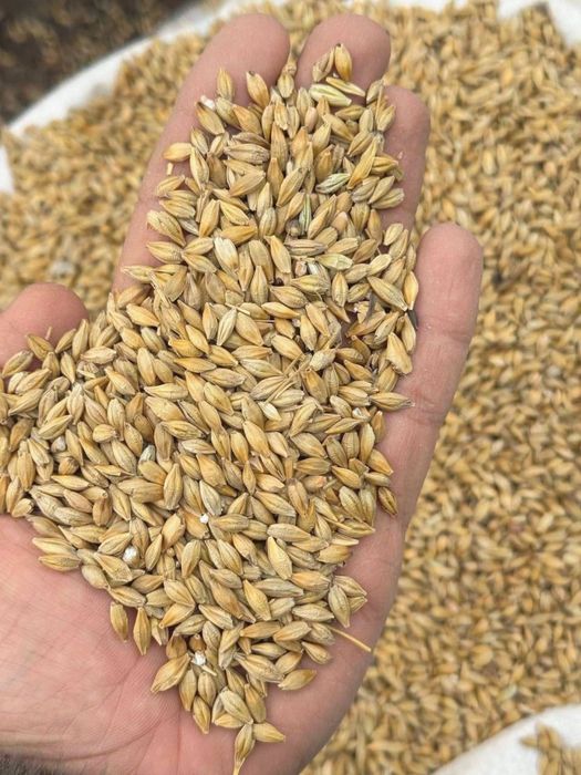 Арпа оптом | Юклаш 24/7 | Козохистон Арпаси | Доимий таъминот