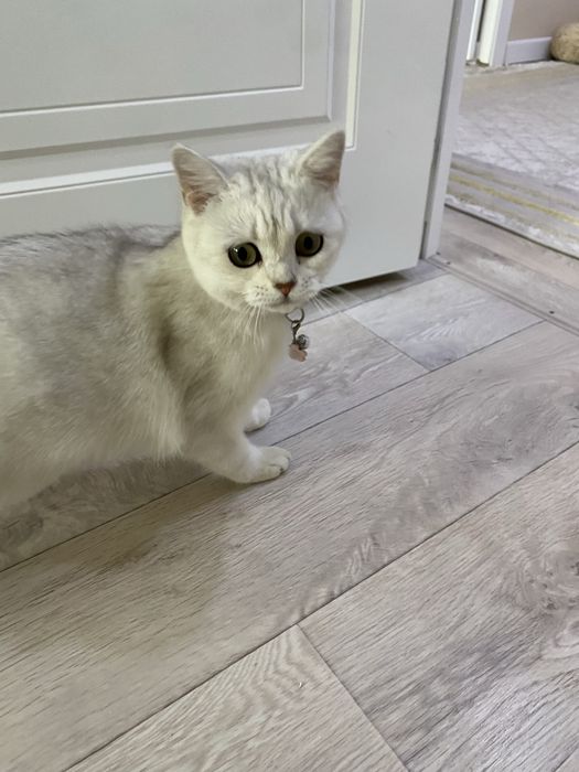 Британская кошка