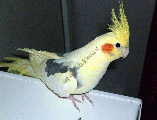 Кареллы попугай.