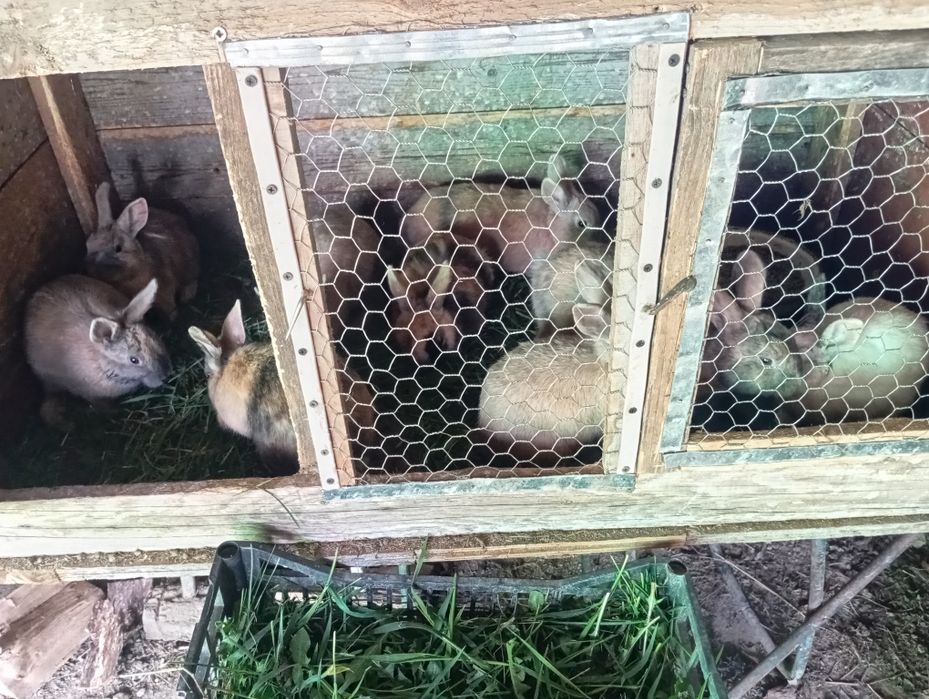 Vând iepuri de casa in judetul Iași