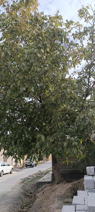 Ёнгок дарахти сотилади,