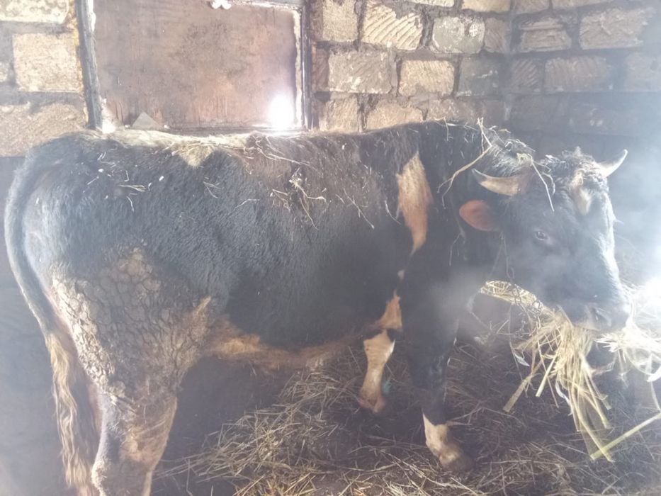 Продам быков.