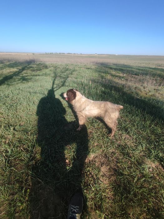 Продам спаниель кабель