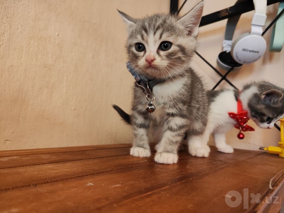 Котята (мама Скоттиш страйт папа уличный кот)