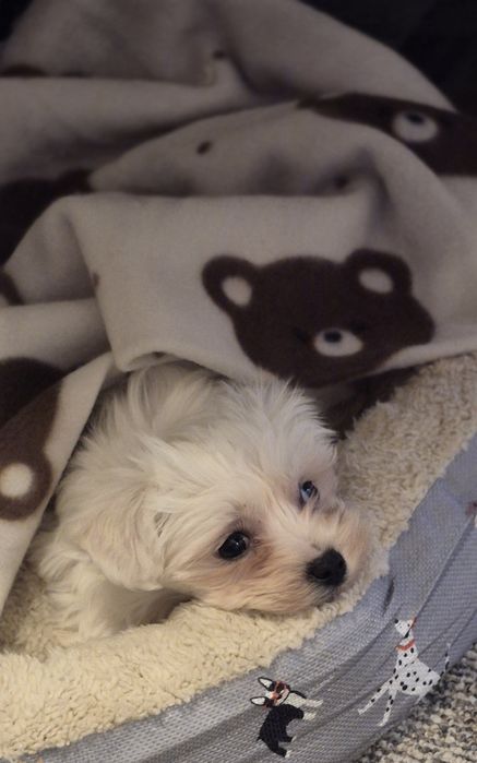 Малтийска болонка