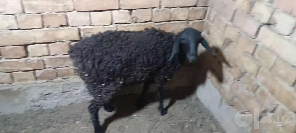 Qo'zichoq  3 oyli
