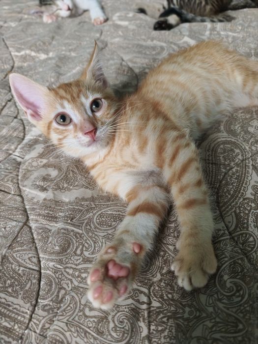 Отдам котенка в хорошие руки