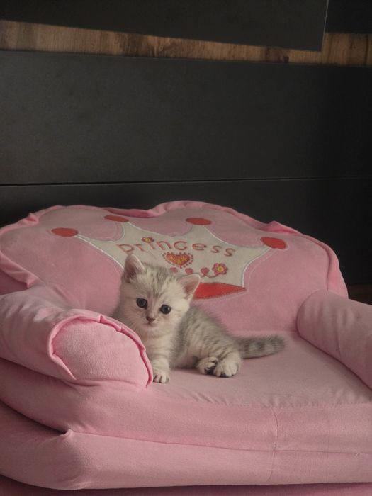 Продам котят шотландских