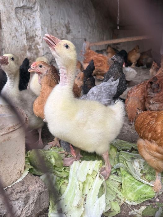 Гусята линда 5000т