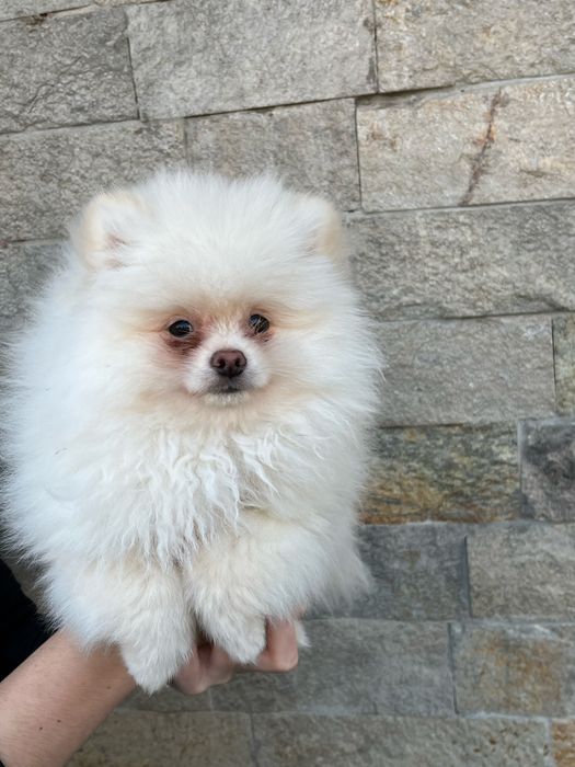 Малки померанчета