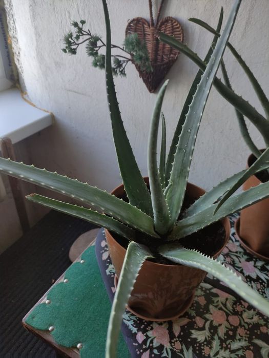 Продам цветы алое - вера