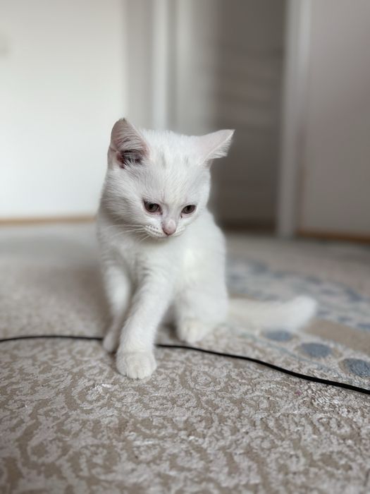 Кот белый британец