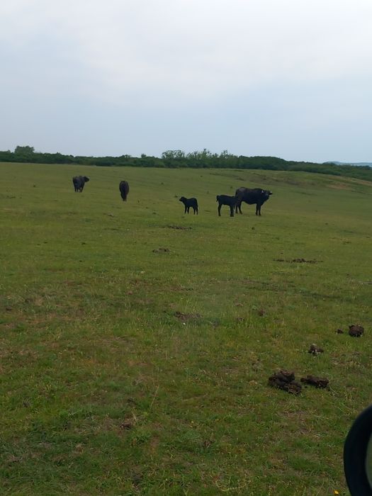 34 Bivoli și 8 vitei de anul acesta