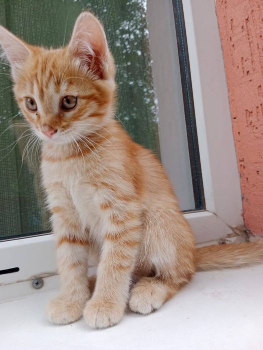 Отдам котят в хорошие руки