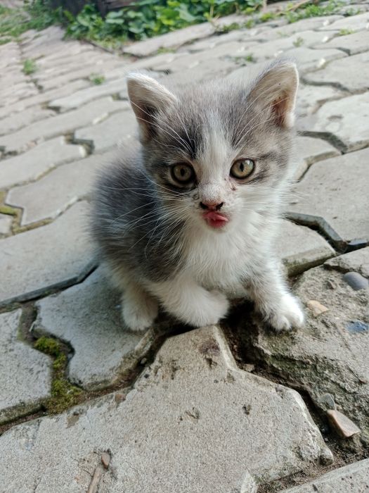 Отдам котёнка бесплатно