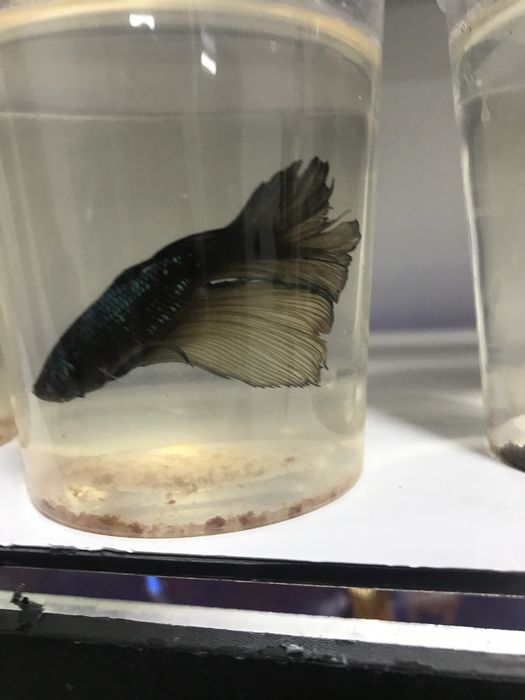 Юбки петушки разного цвета