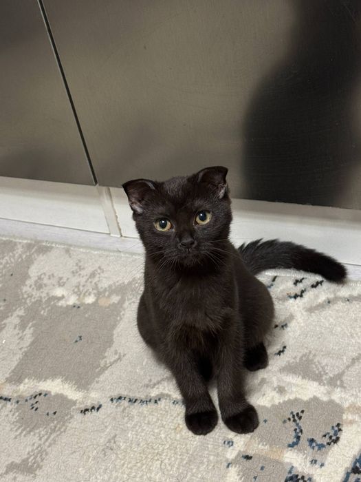 Продается котенок Скоттиш Фолд