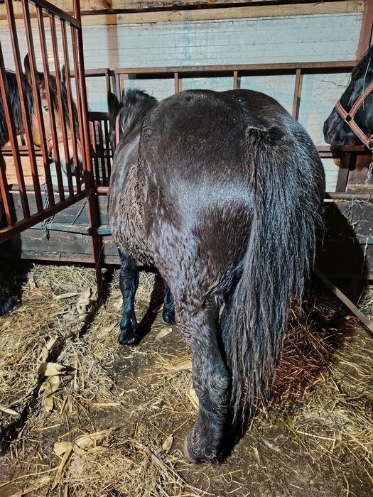 Vând mânză de 1,5 ani