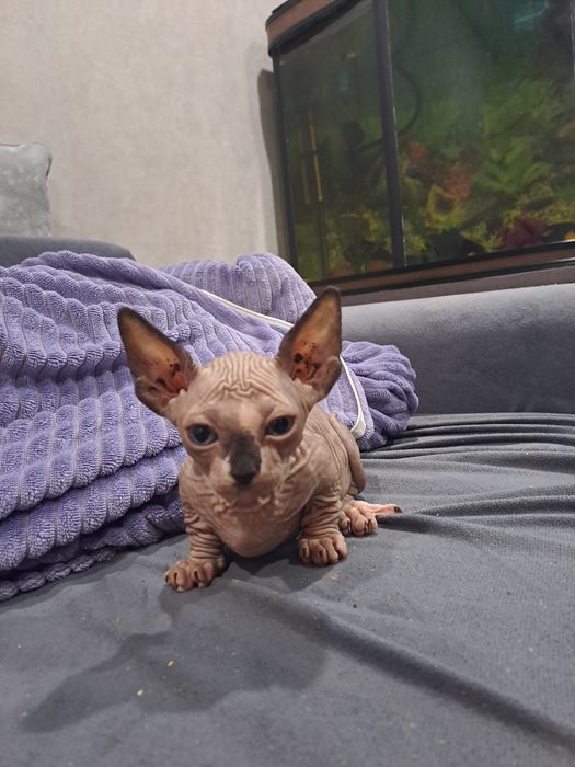 Шикарные сфинксы бамбино и эльф