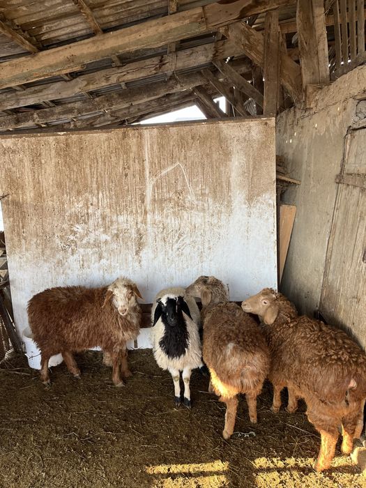 Семіз тоқтылар сатылады