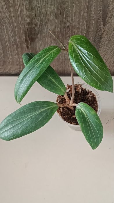 Крассипетиолата сплеш, Пхувуаенсис, Бордени