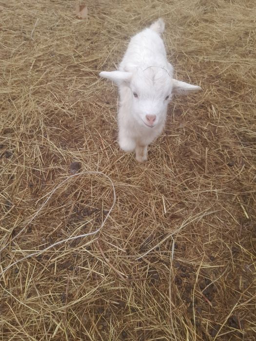 Продам карликовую козу с козленком