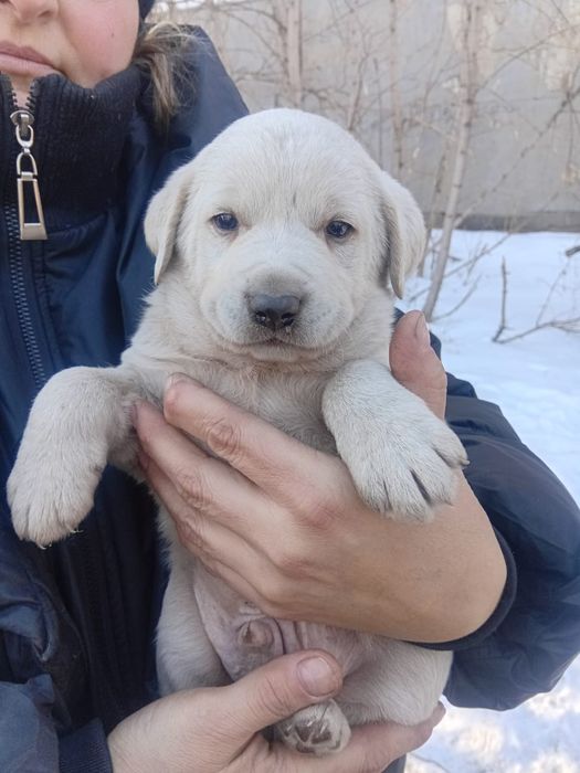 Малыши  ищут дом