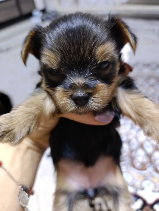 Продам щенков Йориков мальчики и девочки