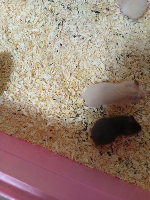 Продам в хорошие руки