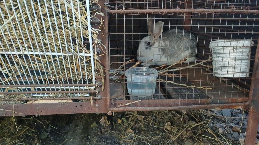 Продам кролиху микс