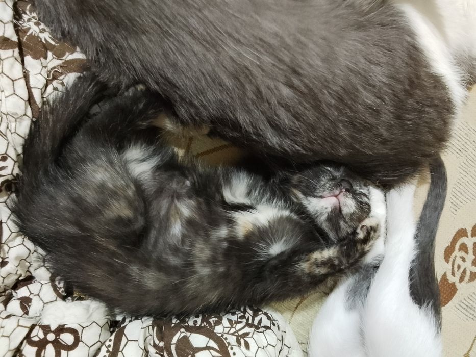 Котята мальчики девочки