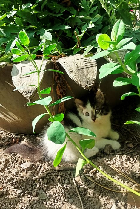 Отдам котиков в добрые