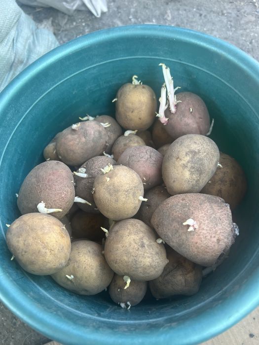 Продам семенной картофель