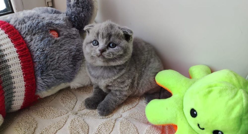 Шотландцы  Голубой  Окрас.