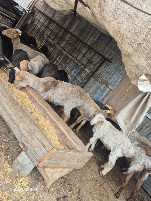 Продам баранов в городе Павлодар