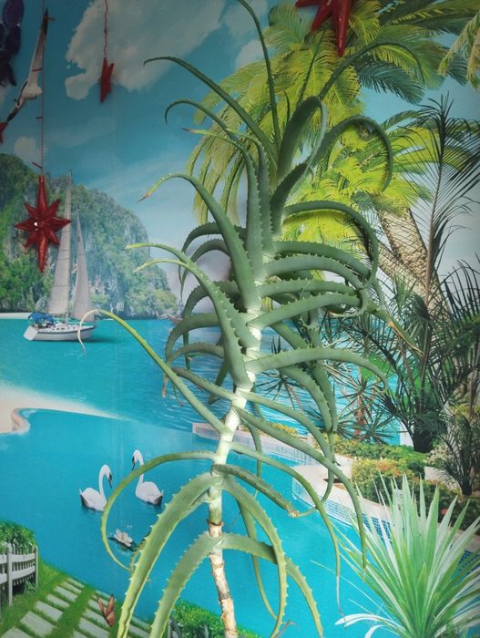 Продам огромное лечебное Алое