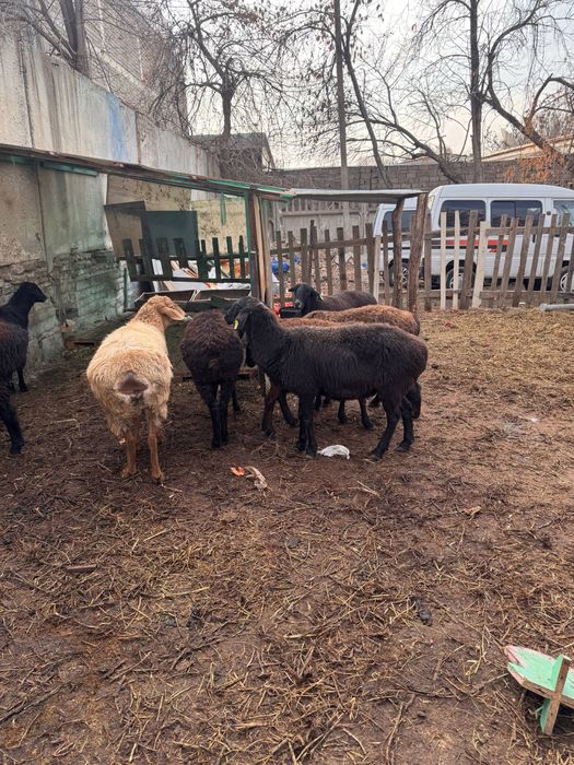 Бараны | Qo'chqorlar