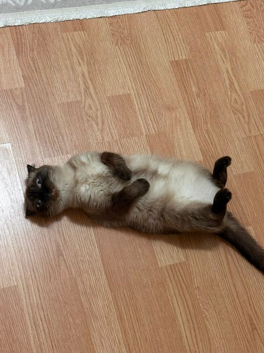 Кошка в добрые руки