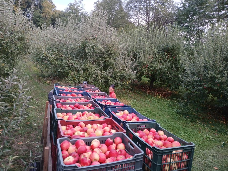 Mere de vânzare!