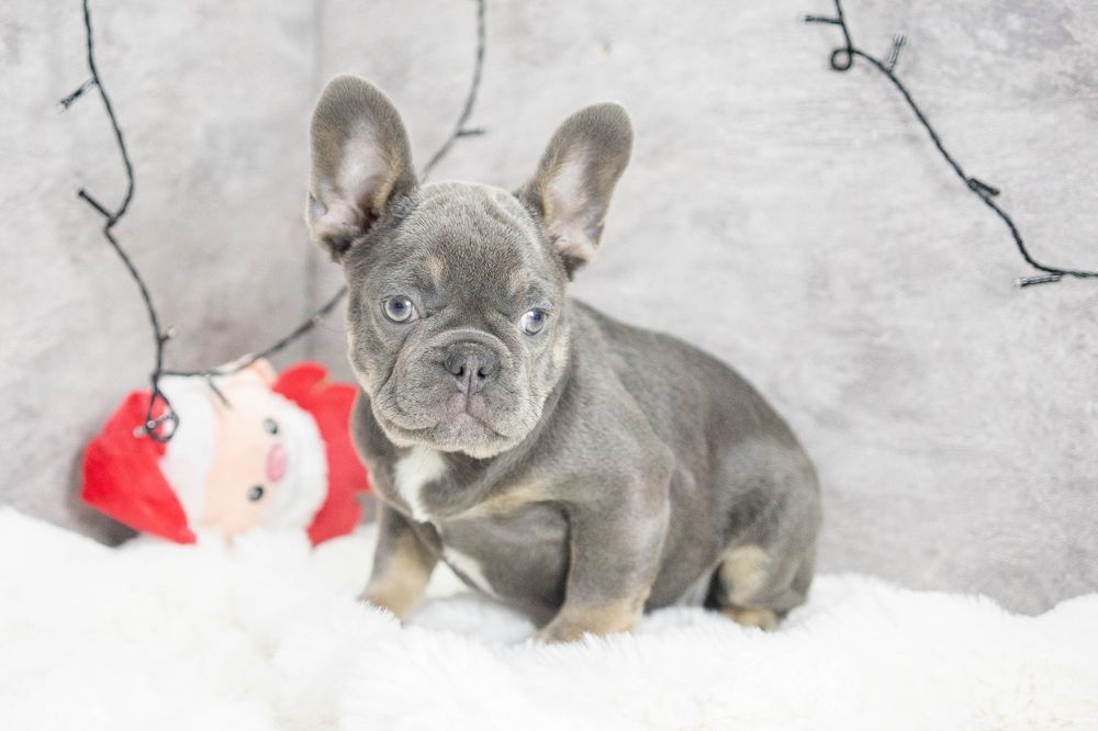 bulldog francez lilac tan