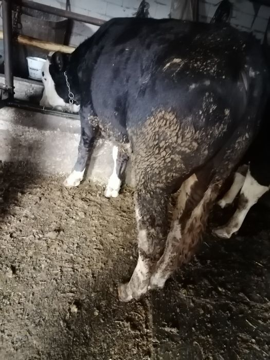 Vând doi viței rasă bălțat