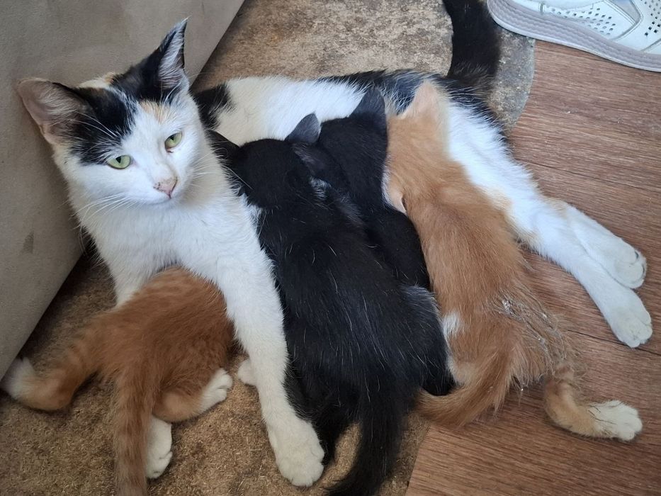 Котята  г шымкент