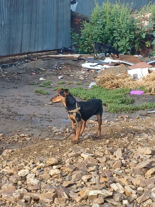 ягдтерьер собака