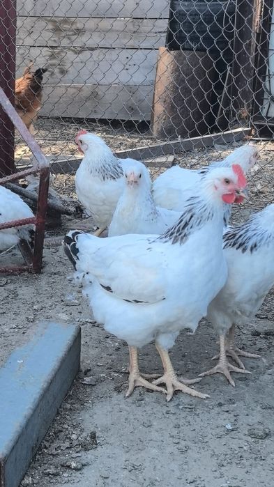 Цыплята адлер/кучин