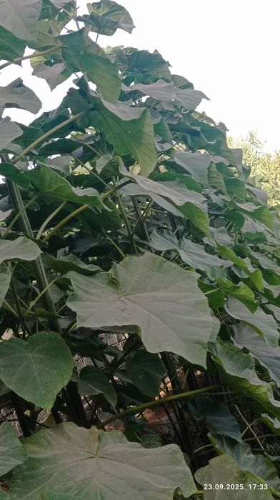 Pavloniya M-1 FTE daraxt koʻchatlari (павлония)