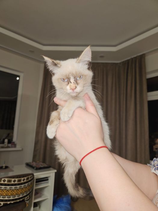 Отдам котят бесплатно