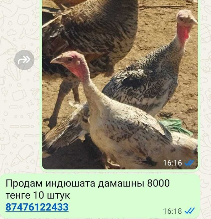 Продам домашних индюшат