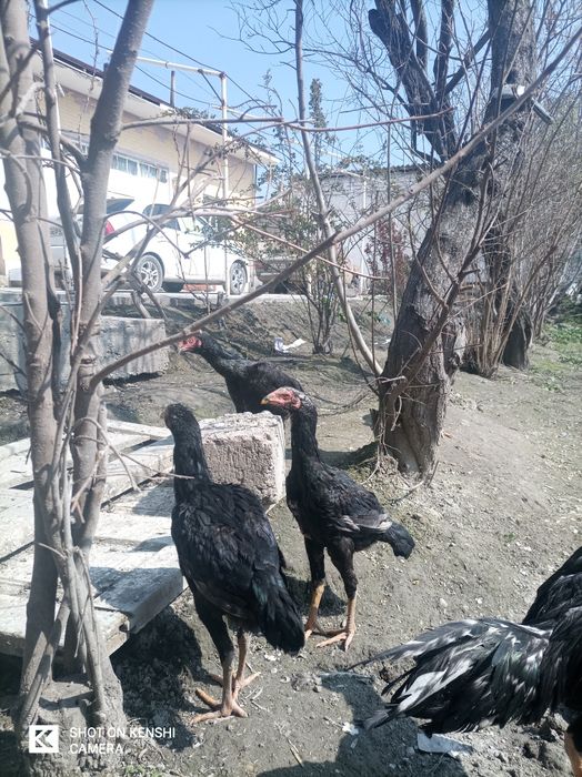 Паррандалар сотилади